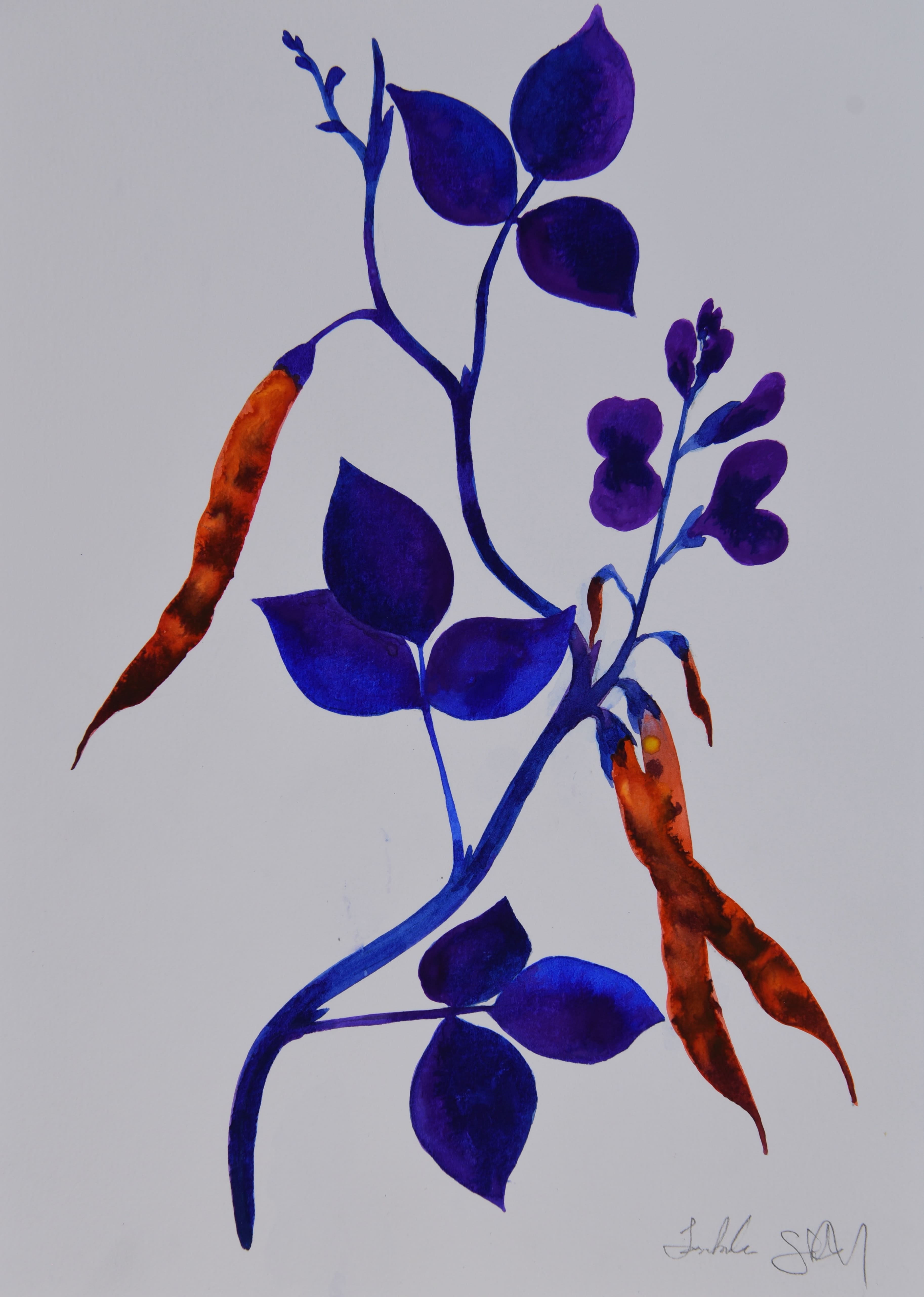 Obra 20 - Feijão